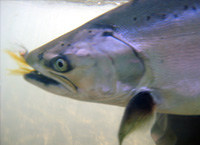 Chinook con mosca - bajo el agua