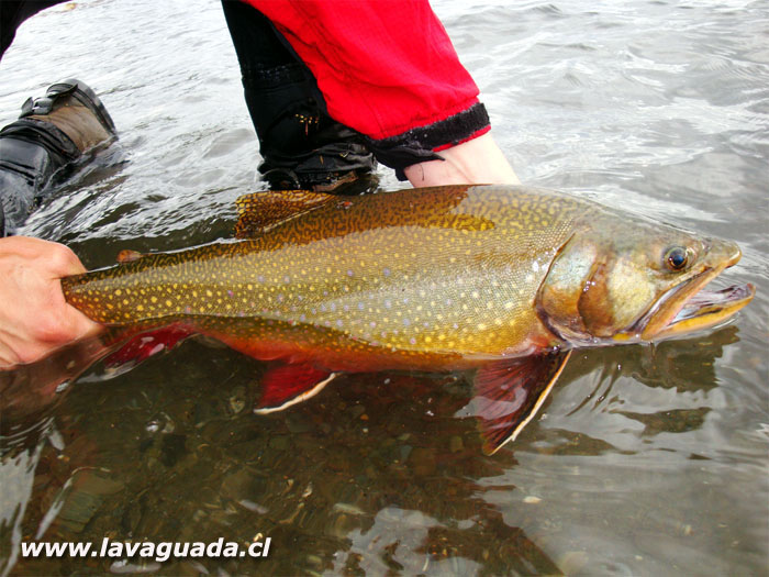 Trucha fontinalis del lago Yakush