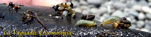 Entomologa y la conductas alimenticias de los peces.