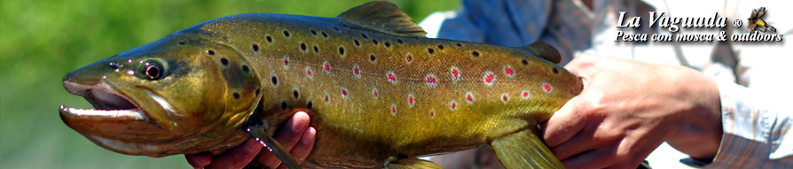 La Vaguada - Fly Fishing, Outdoors & Outfitters