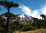 En las huellas del Pehuen - Araucana con Trepa-Chile