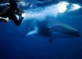 Bryant Austin. El fotógrafo de ballenas.