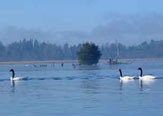 Las sanciones legales a CELCO - Población de cisnes en santuario Río Cruces bajó 74% entre 2004 y 2012.