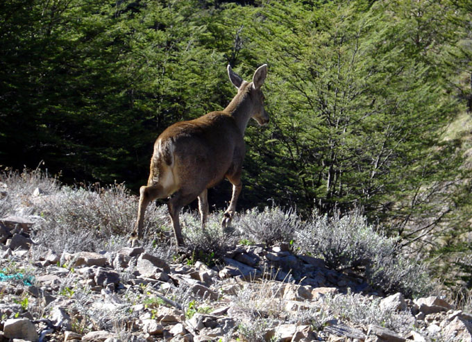 Patagonian Expedition Race impulsa catastro de huemules