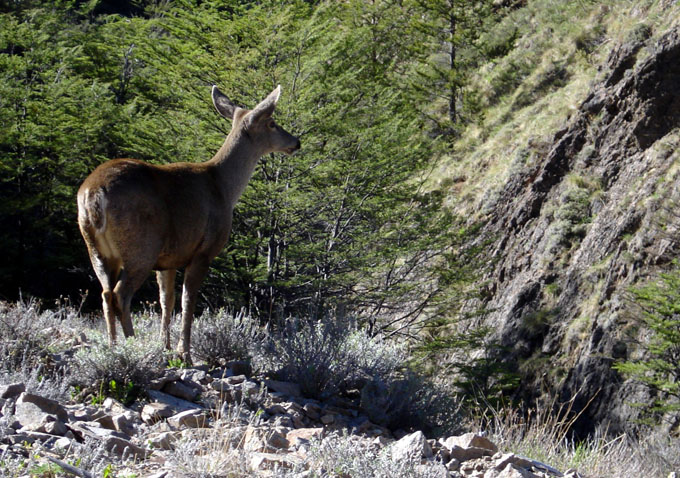 Patagonian Expedition Race impulsa catastro de huemules