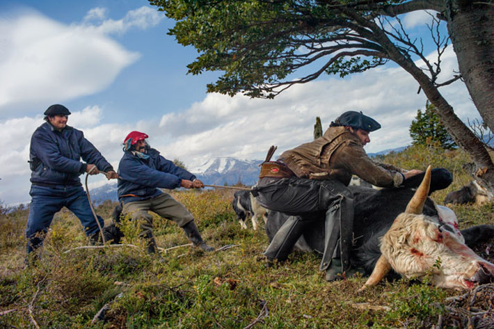 Vaqueros de la Patagonia - Bagualeros, los vaqueros mas rudos del Mundo