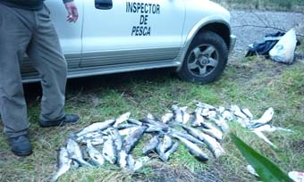 Fiscalizadores sorprendieron a pescadores infringiendo la ley de pesca en río Enco. 