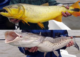Variedad Peces y Estilos de Pesca se Vive en Posada y Lodge Hambaré.