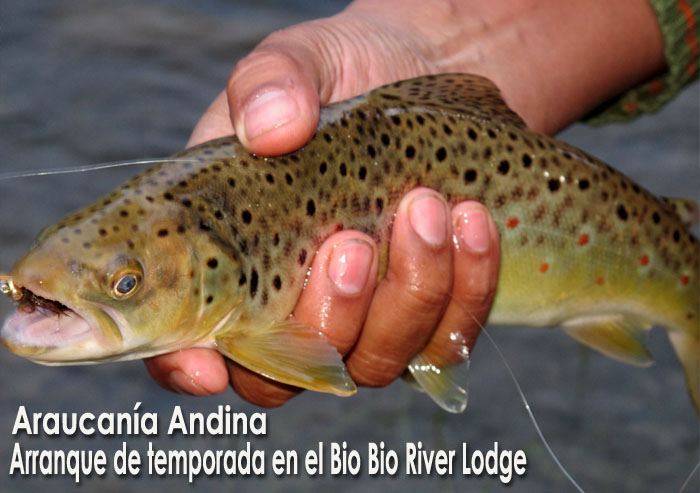 Arranque de temporada en el Bio Bio River Lodge - Araucana Andina