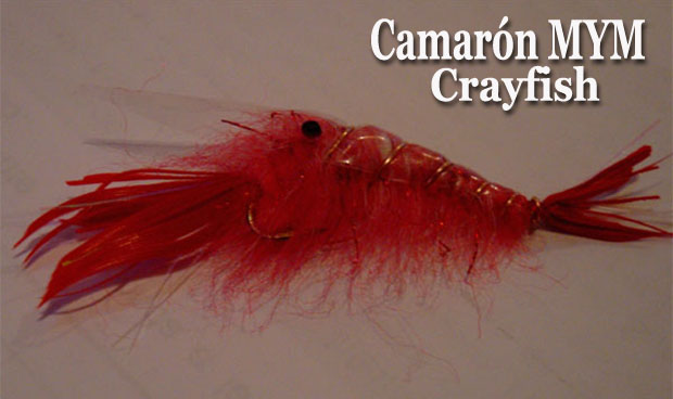 Camarón MYM - Crayflish