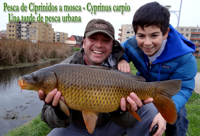 Pesca de Ciprinidos a mosca - Cyprinus carpio.  Una tarde de pesca Urbana