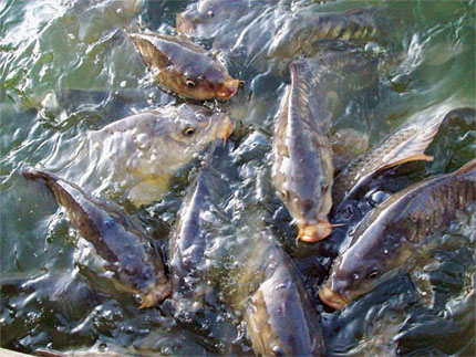 Pesca de Ciprinidos a mosca - Cyprinus carpio.  Una tarde de pesca Urbana