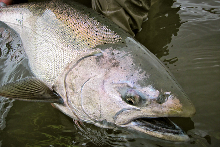 Pesca con mosca de salmon chinook, 10 tips o consejos para ponerlos en practica