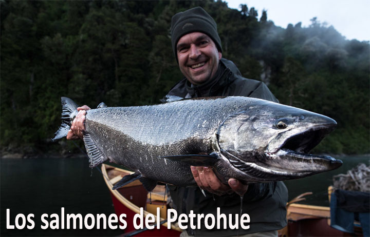 Los Salmones del rio Petrohue, sur de Chile