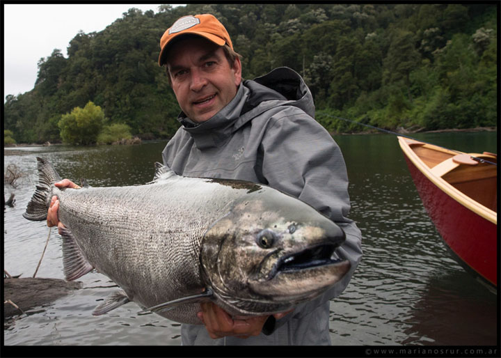 Los Salmones del rio Petrohue, sur de Chile