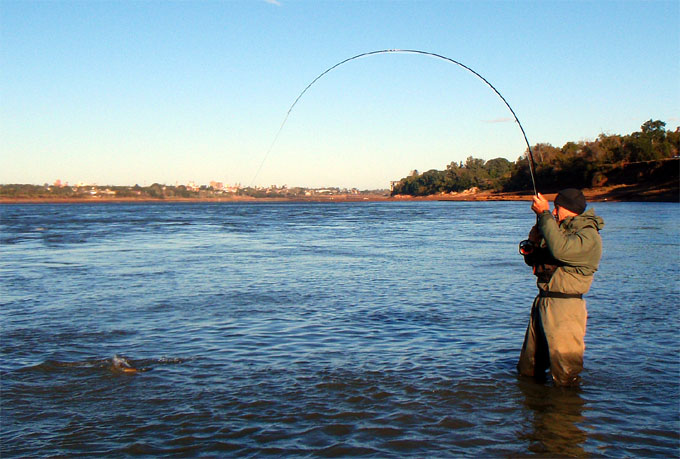 Dorados en Salto Chico, Concordia - Argentina