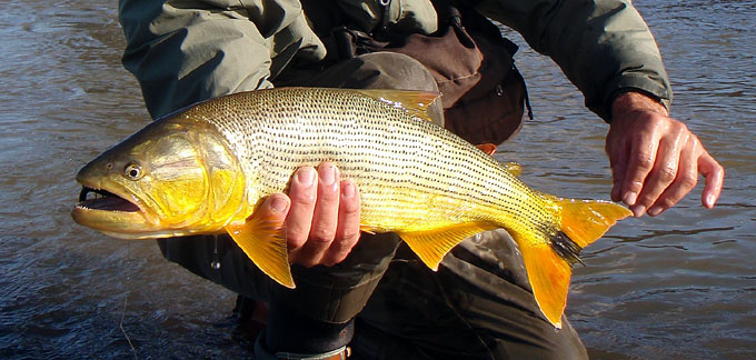 Dorados en Salto Chico, Concordia - Argentina