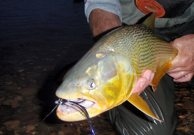 Dorados en Salto Chico, Concordia - Argentina