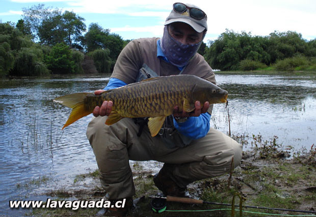 Evaluacin de la caa ECHO CARBON