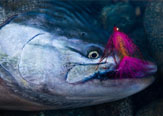 El mundo perdido de los King Salmon en la Patagonia de Chile.