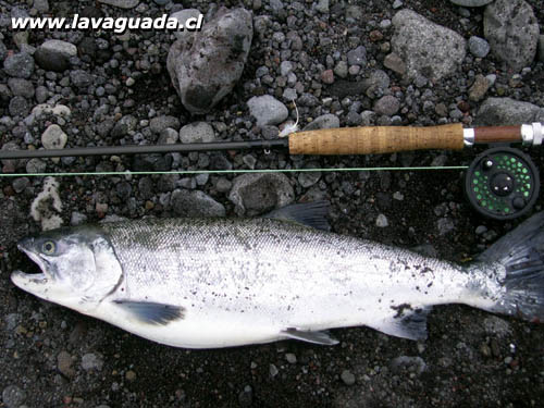 Coho plateado o en estado silver