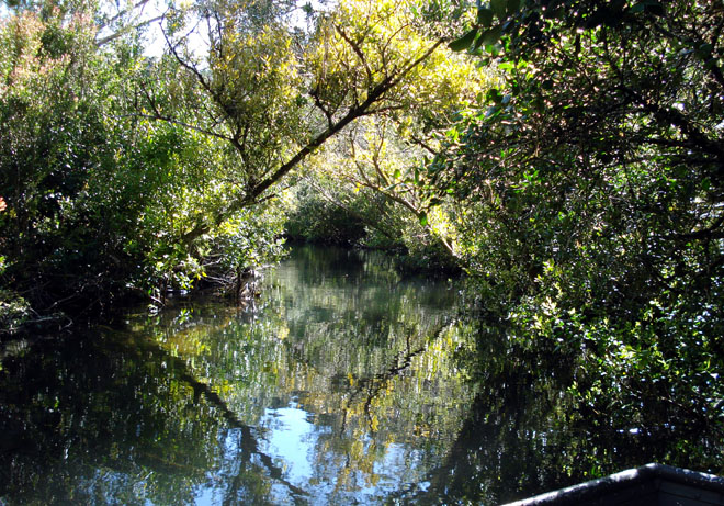 Pescando en Los Everglades del ro Maulln