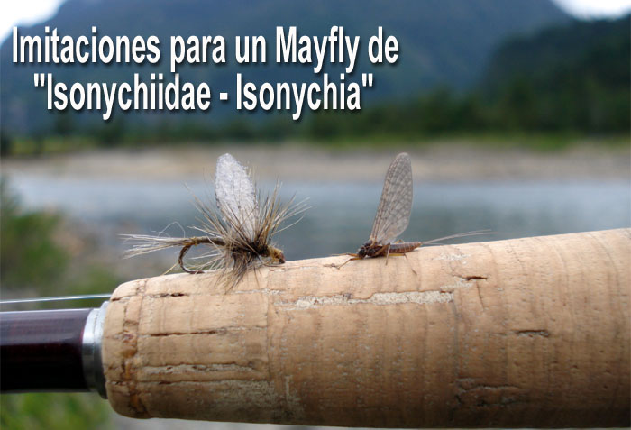 Imitaciones para un Mayfly de  "Isonychiidae - Isonychia".