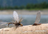 Imitaciones para un Mayfly de "Isonychiidae - Isonychia".