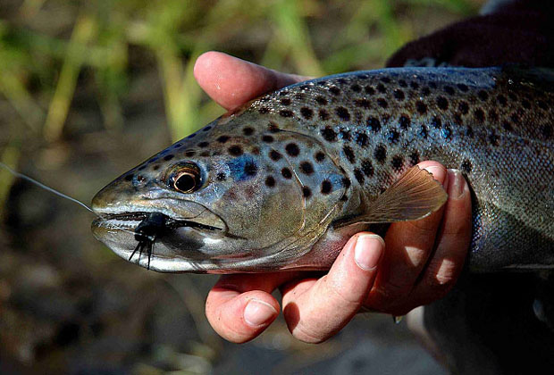 Paloma River Lodge, un paraso para la pesca con mosca seca