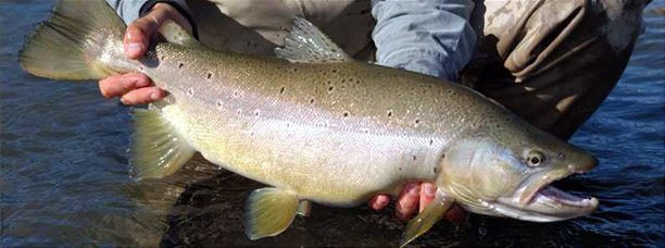 Paloma River Lodge, un paraso para la pesca con mosca seca