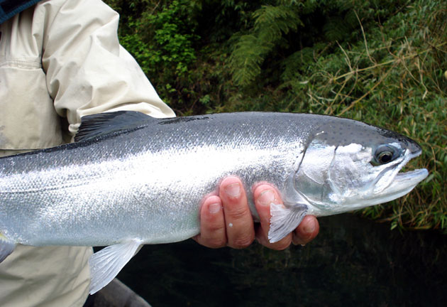 Los Premios de la Patagonia y el ro Maulln