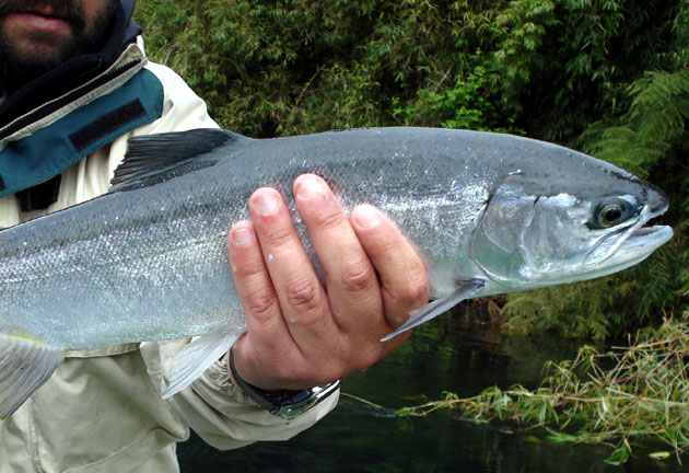 Los Premios de la Patagonia y el ro Maulln