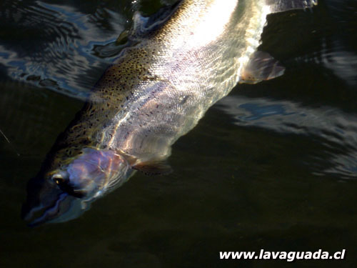 Trucha Arcoiris Lago Puyehue -  Ricardo Ordoez 