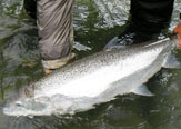 Repoblamiento de Salmones en los ríos de Canadá