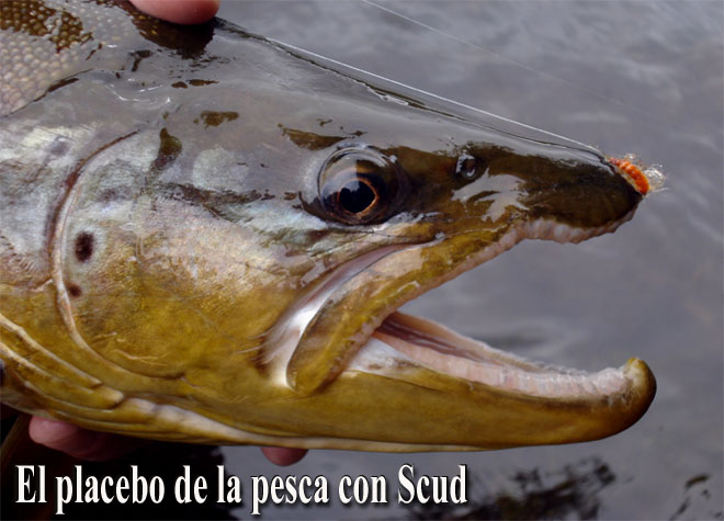 El placebo de la pesca con Scud