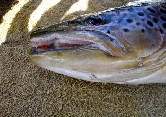 El placebo de la pesca con Scud