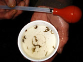 Stomach Pump: Una bomba de estómago para peces