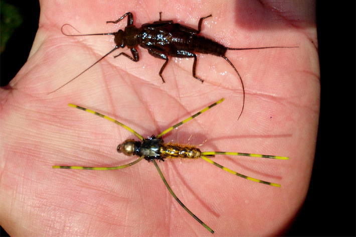 Plecopteras, enfrentar la pesca con imitaciones de Stonefly