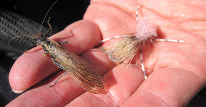 Plecopteras, enfrentar la pesca con imitaciones de Stonefly
