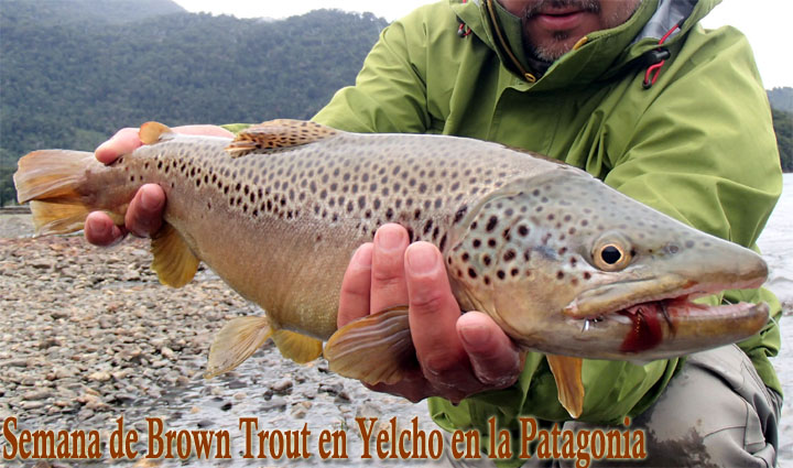 Semana de Brown Trout en Yelcho en la Patagonia 