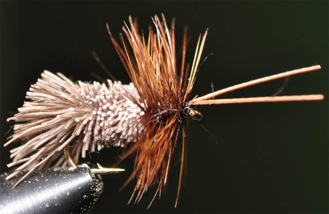 Moscas: Goddard Caddis, Adulto 