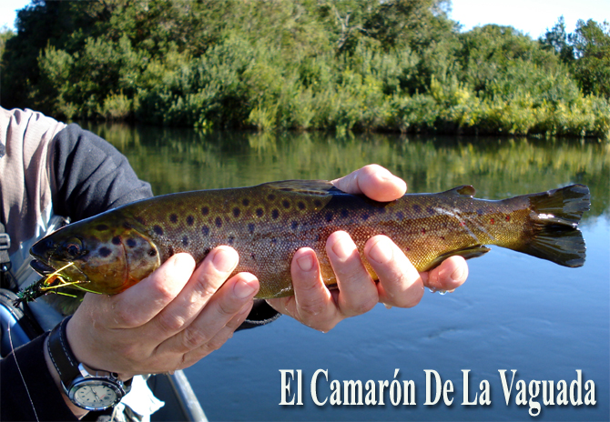 El Camarón De La Vaguada
