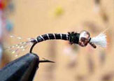 Chironomido la pupa de díptera.