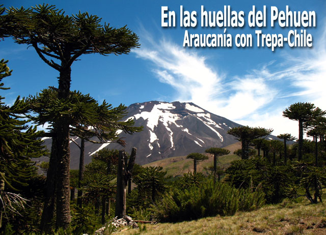 En las huellas del Pehuen - Araucanía con Trepa-Chile