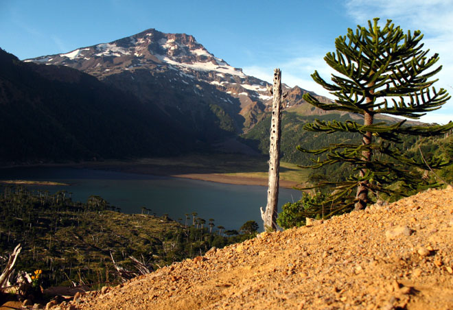 En las huellas del Pehuen - Araucana con Trepa-Chile