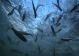 Patagonia estrena en Chile “Artifishal”