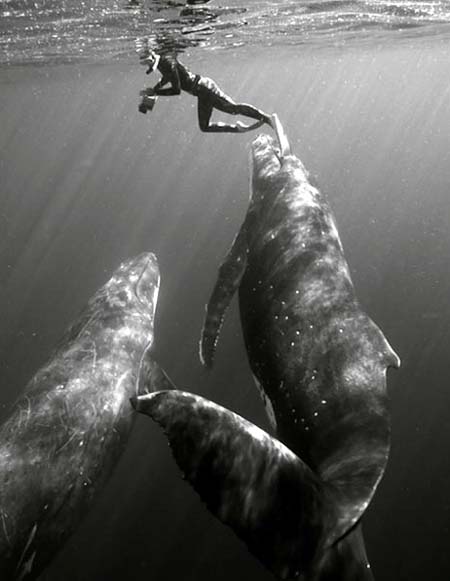 Bryant Austin. El fotógrafo de ballenas