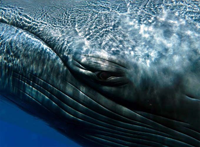 Bryant Austin. El fotgrafo de ballenas