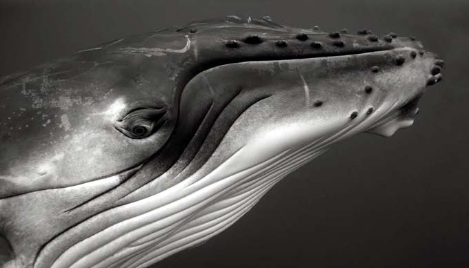 Bryant Austin. El fotgrafo de ballenas