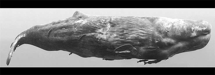 Bryant Austin. El fotgrafo de ballenas